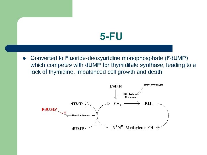 5 -FU l Converted to Fluoride-deoxyuridine monophosphate (Fd. UMP) which competes with d. UMP