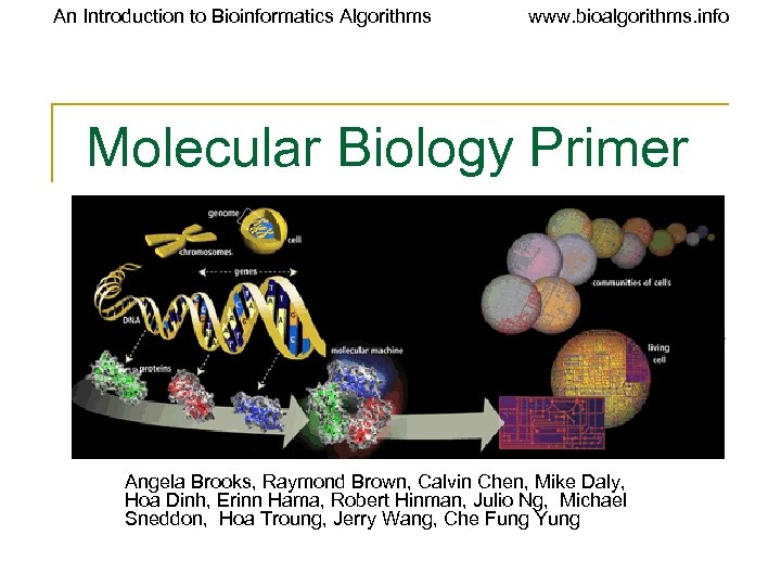 An Introduction to Bioinformatics Algorithms www. bioalgorithms. info Molecular Biology Primer Angela Brooks, Raymond