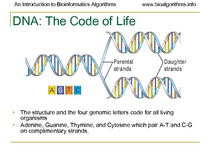 An Introduction to Bioinformatics Algorithms www. bioalgorithms. info DNA: The Code of Life •