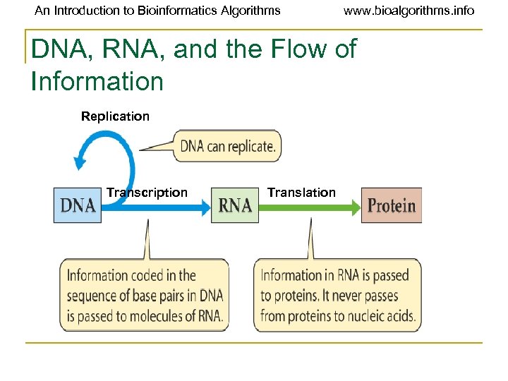 An Introduction to Bioinformatics Algorithms www. bioalgorithms. info DNA, RNA, and the Flow of