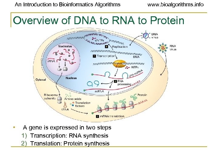 An Introduction to Bioinformatics Algorithms www. bioalgorithms. info Overview of DNA to RNA to