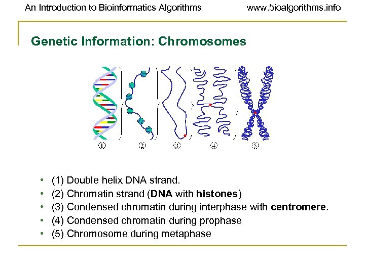 An Introduction to Bioinformatics Algorithms www. bioalgorithms. info Genetic Information: Chromosomes • • •