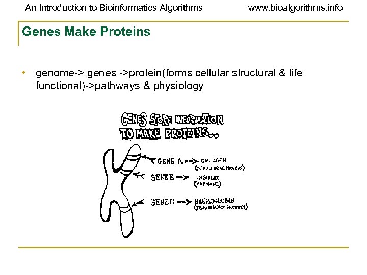 An Introduction to Bioinformatics Algorithms www. bioalgorithms. info Genes Make Proteins • genome-> genes