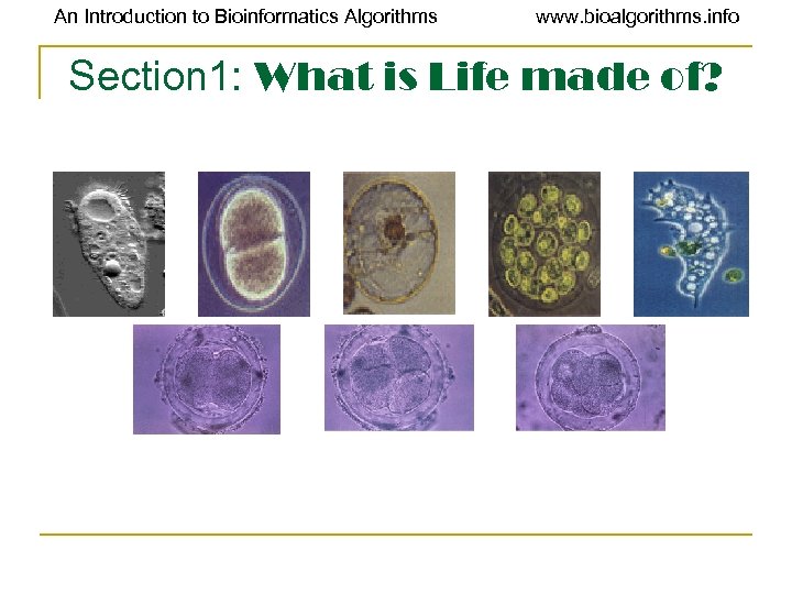 An Introduction to Bioinformatics Algorithms www. bioalgorithms. info Section 1: What is Life made