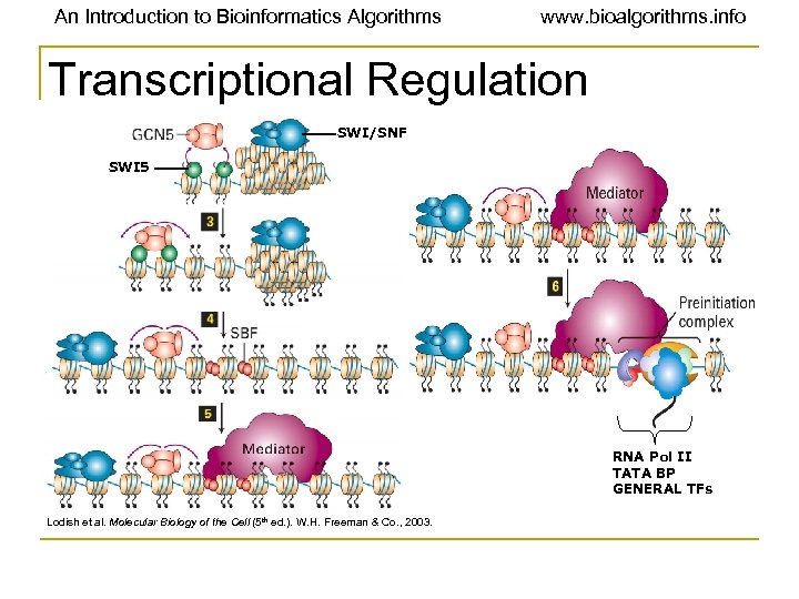 An Introduction to Bioinformatics Algorithms www. bioalgorithms. info Transcriptional Regulation SWI/SNF SWI 5 RNA