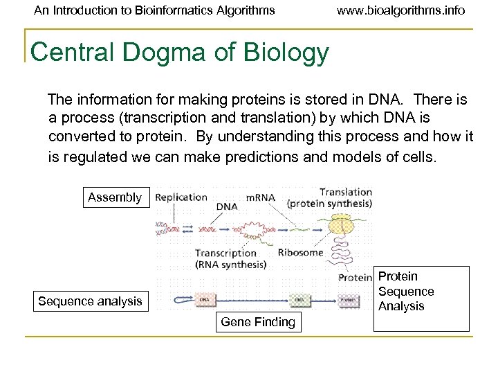 An Introduction to Bioinformatics Algorithms www. bioalgorithms. info Central Dogma of Biology The information