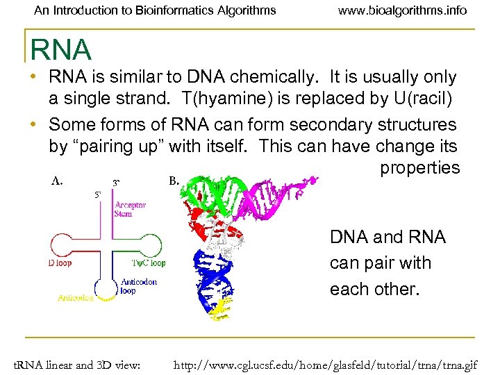 An Introduction to Bioinformatics Algorithms www. bioalgorithms. info RNA • RNA is similar to