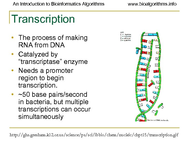 An Introduction to Bioinformatics Algorithms www. bioalgorithms. info Transcription • The process of making