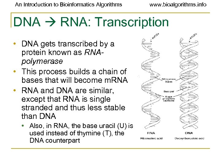 An Introduction to Bioinformatics Algorithms www. bioalgorithms. info DNA RNA: Transcription • DNA gets