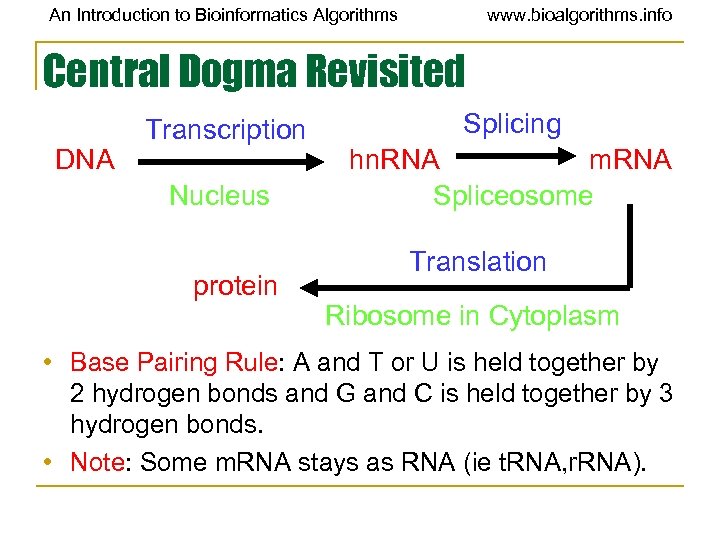 An Introduction to Bioinformatics Algorithms www. bioalgorithms. info Central Dogma Revisited DNA Transcription Nucleus