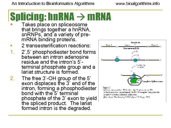 An Introduction to Bioinformatics Algorithms Splicing: hn. RNA m. RNA § • 1. 2.