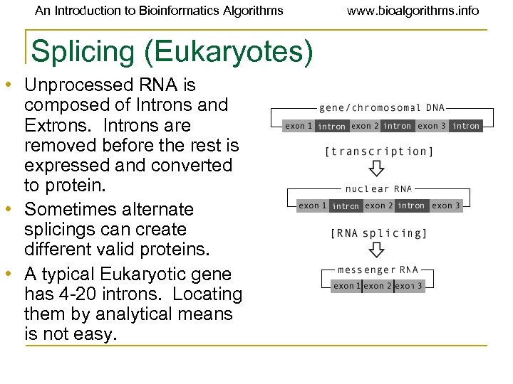 An Introduction to Bioinformatics Algorithms Splicing (Eukaryotes) • Unprocessed RNA is composed of Introns