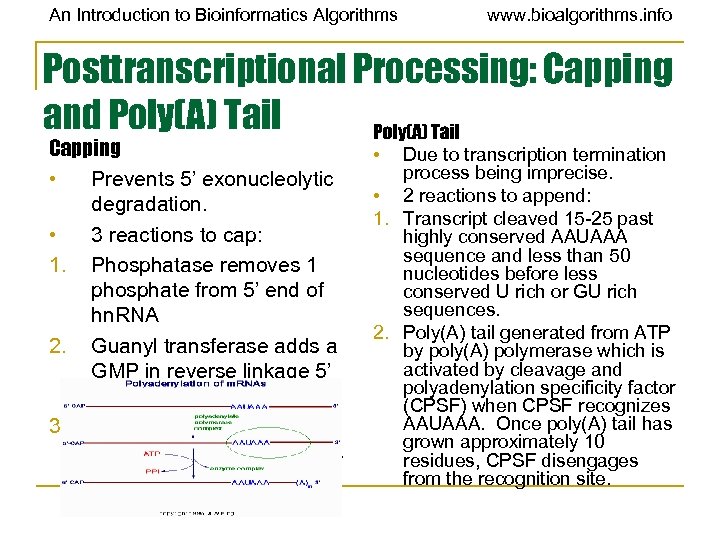 An Introduction to Bioinformatics Algorithms www. bioalgorithms. info Posttranscriptional Processing: Capping and Poly(A) Tail