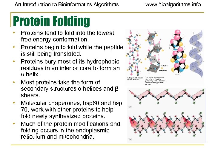 An Introduction to Bioinformatics Algorithms Protein Folding • Proteins tend to fold into the