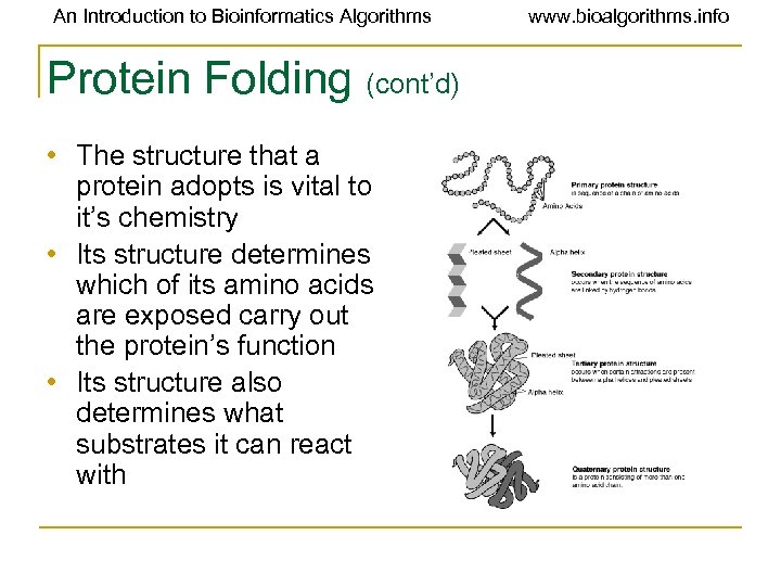 An Introduction to Bioinformatics Algorithms Protein Folding (cont’d) • The structure that a protein