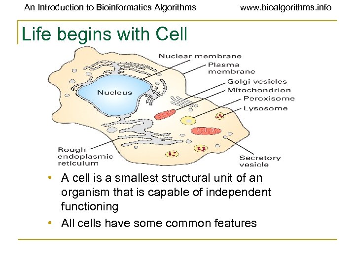 An Introduction to Bioinformatics Algorithms www. bioalgorithms. info Life begins with Cell • A