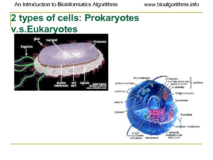 An Introduction to Bioinformatics Algorithms 2 types of cells: Prokaryotes v. s. Eukaryotes www.