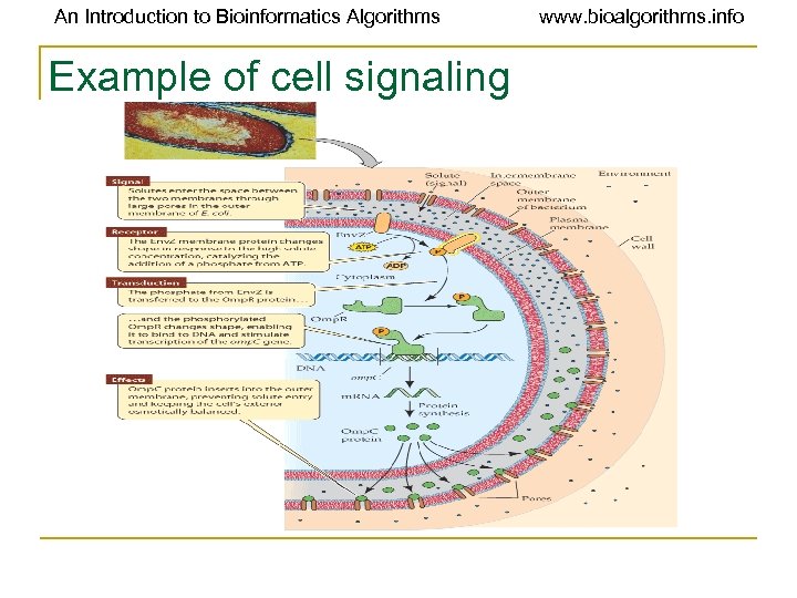 An Introduction to Bioinformatics Algorithms Example of cell signaling www. bioalgorithms. info 