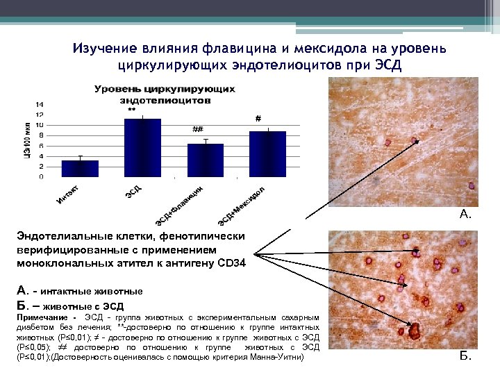 Изучение влияния флавицина и мексидола на уровень циркулирующих эндотелиоцитов при ЭСД А. Эндотелиальные клетки,