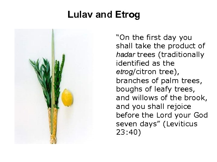 Lulav and Etrog “On the first day you shall take the product of hadar