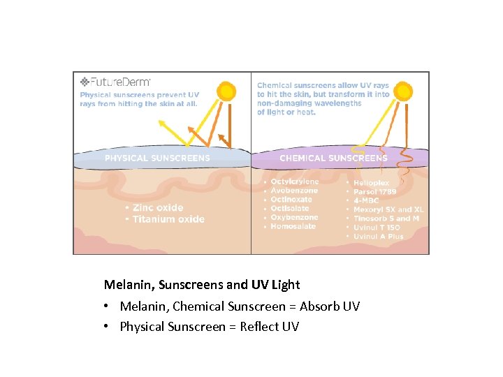 Melanin, Sunscreens and UV Light • Melanin, Chemical Sunscreen = Absorb UV • Physical