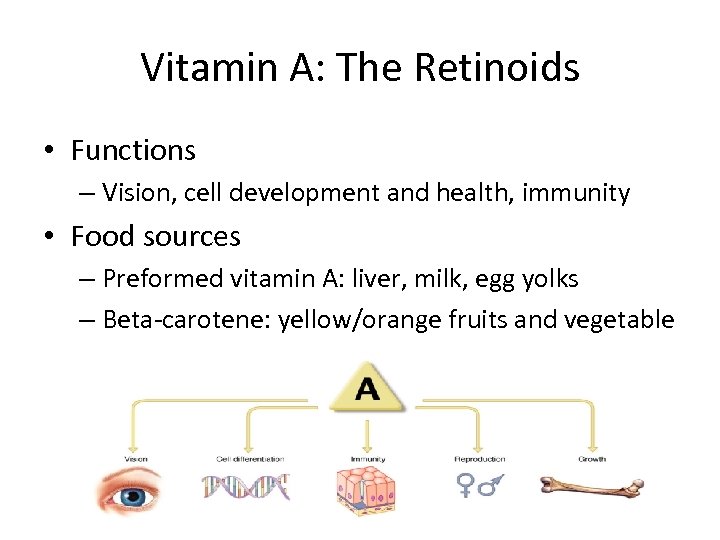 Vitamin A: The Retinoids • Functions – Vision, cell development and health, immunity •