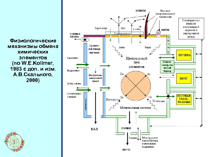 Физиологические механизмы обмена химических элементов (по W. E. Kollmer, 1983 с доп. и изм.