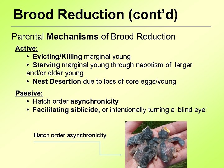 Brood Reduction (cont’d) Parental Mechanisms of Brood Reduction Active: • Evicting/Killing marginal young •
