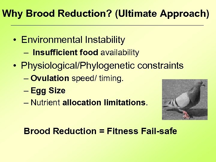 Why Brood Reduction? (Ultimate Approach) • Environmental Instability – Insufficient food availability • Physiological/Phylogenetic