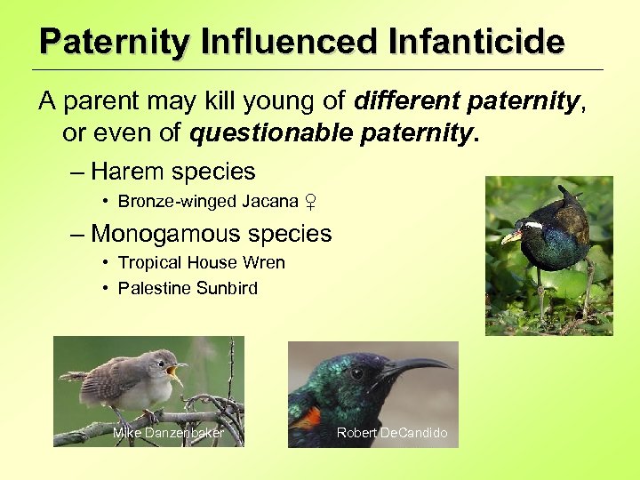 Paternity Influenced Infanticide A parent may kill young of different paternity, or even of