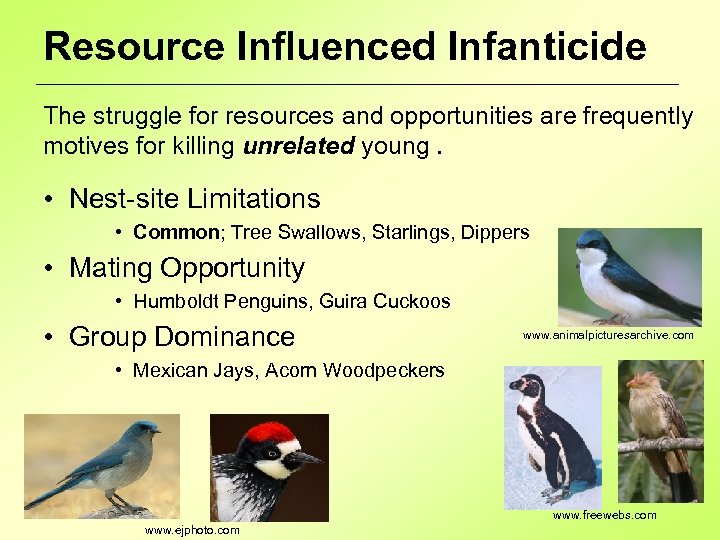 Resource Influenced Infanticide The struggle for resources and opportunities are frequently motives for killing