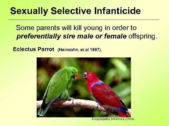 Sexually Selective Infanticide Some parents will kill young in order to preferentially sire male