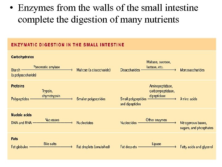  • Enzymes from the walls of the small intestine complete the digestion of
