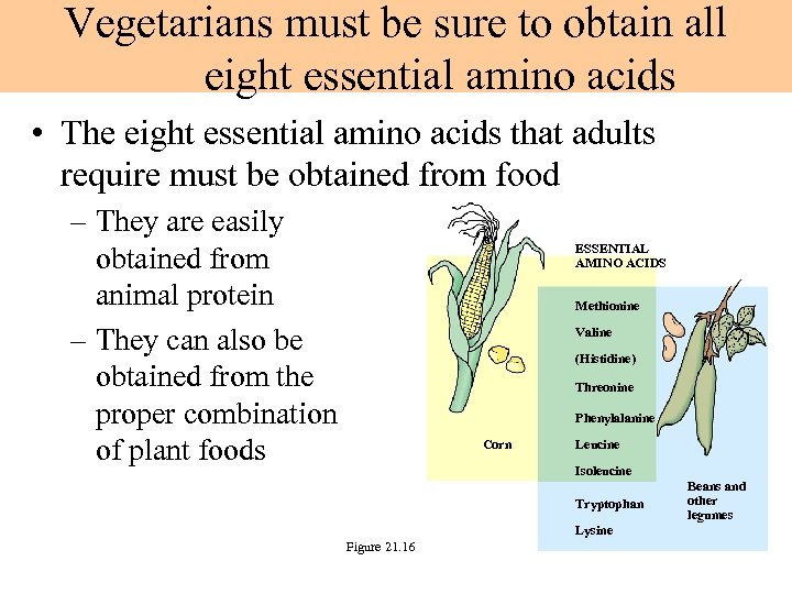 Vegetarians must be sure to obtain all eight essential amino acids • The eight