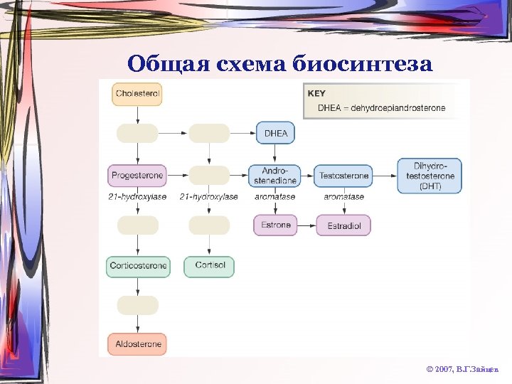Общая схема биосинтеза © 2007, В. Г. Зайцев 