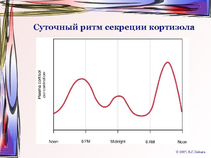 Суточный ритм секреции кортизола © 2007, В. Г. Зайцев 