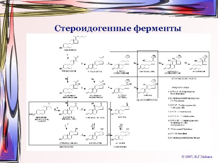 Стероидогенные ферменты © 2007, В. Г. Зайцев 