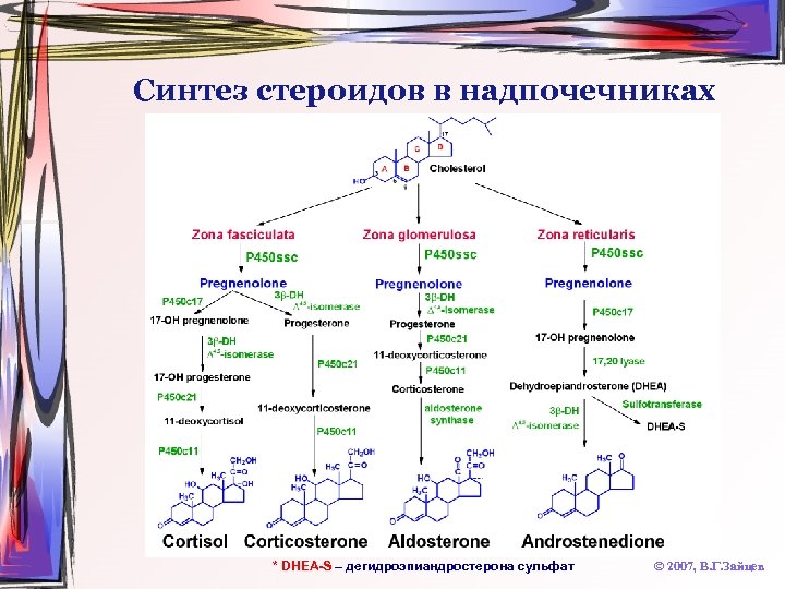 Синтез стероидов в надпочечниках * DHEA-S – дегидроэпиандростерона сульфат © 2007, В. Г. Зайцев