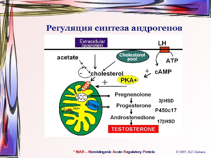Регуляция синтеза андрогенов * St. AR – Steroidogenic Acute Regulatory Protein © 2007, В.