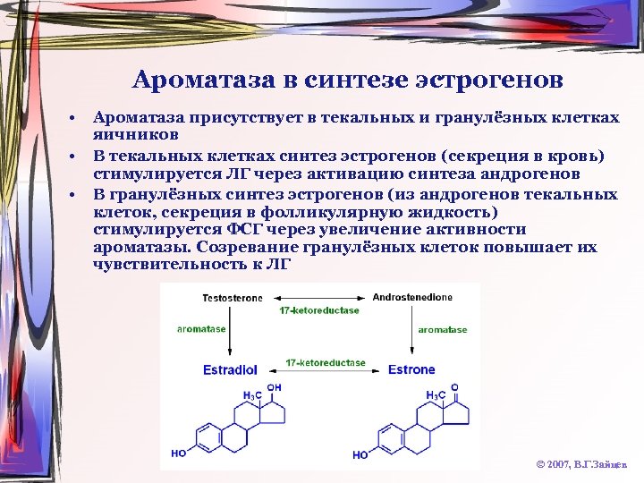 Ароматаза в синтезе эстрогенов • • • Ароматаза присутствует в текальных и гранулёзных клетках