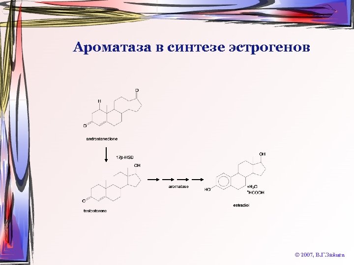 Ароматаза в синтезе эстрогенов © 2007, В. Г. Зайцев 