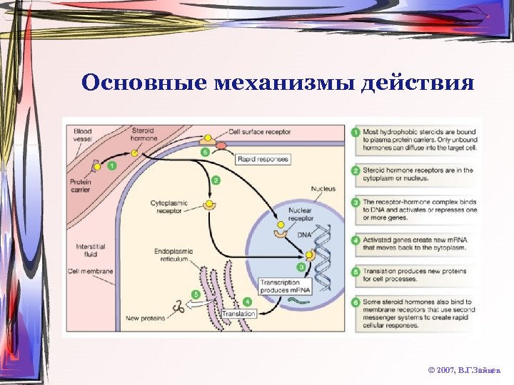 Основные механизмы действия © 2007, В. Г. Зайцев 