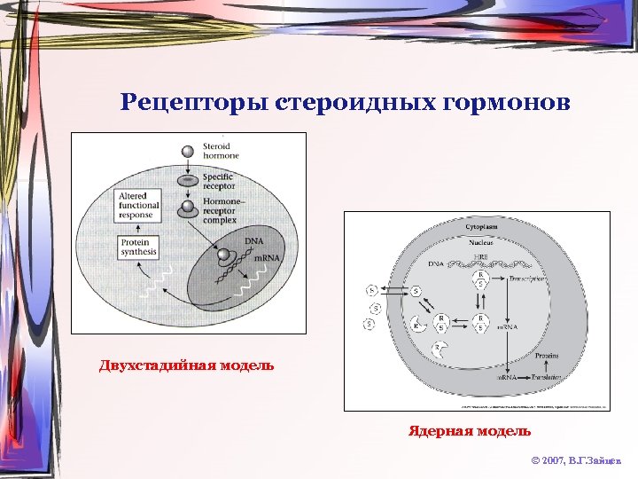 Рецепторы стероидных гормонов Двухстадийная модель Ядерная модель © 2007, В. Г. Зайцев 