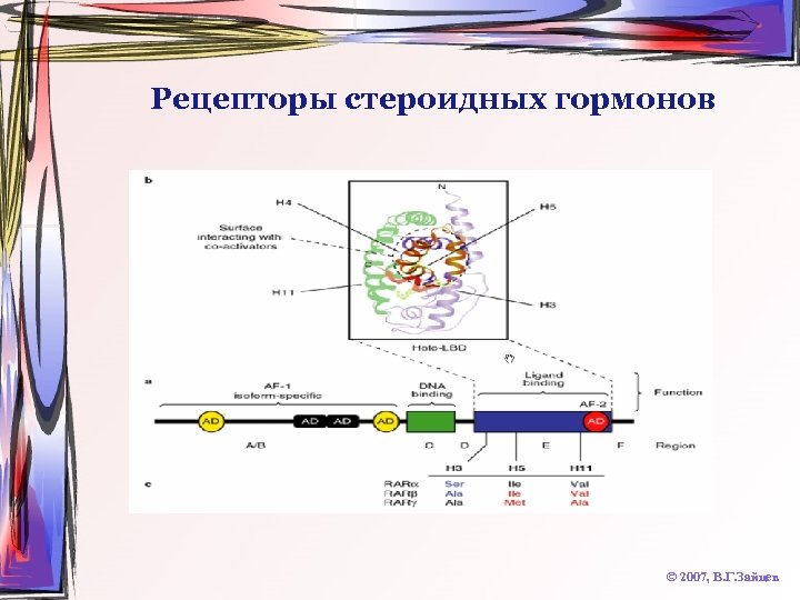 Рецепторы стероидных гормонов © 2007, В. Г. Зайцев 