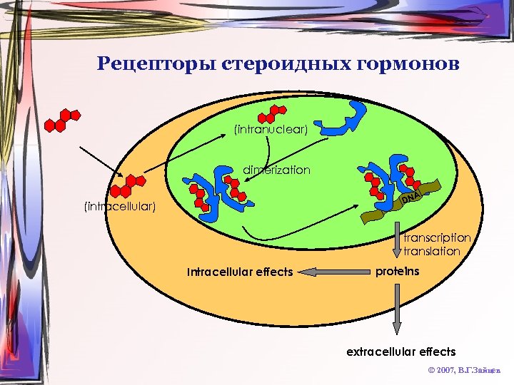 Рецепторы стероидных гормонов (intranuclear) dimerization DN (intracellular) A transcription translation Intracellular effects proteins extracellular
