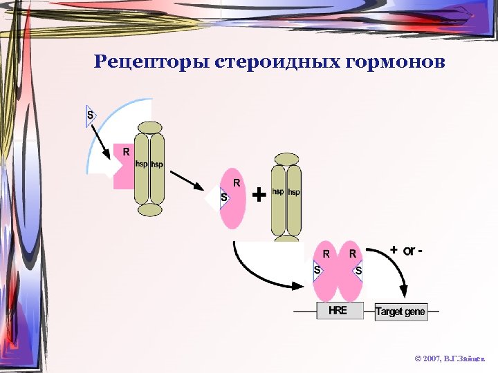 Рецепторы стероидных гормонов © 2007, В. Г. Зайцев 