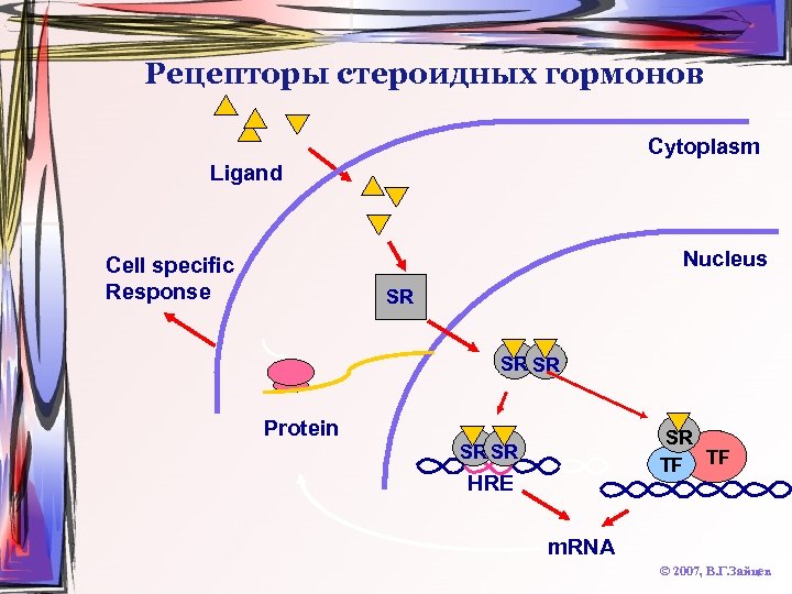 Рецепторы стероидных гормонов Cytoplasm Ligand Nucleus Cell specific Response SR SR SR Protein SR