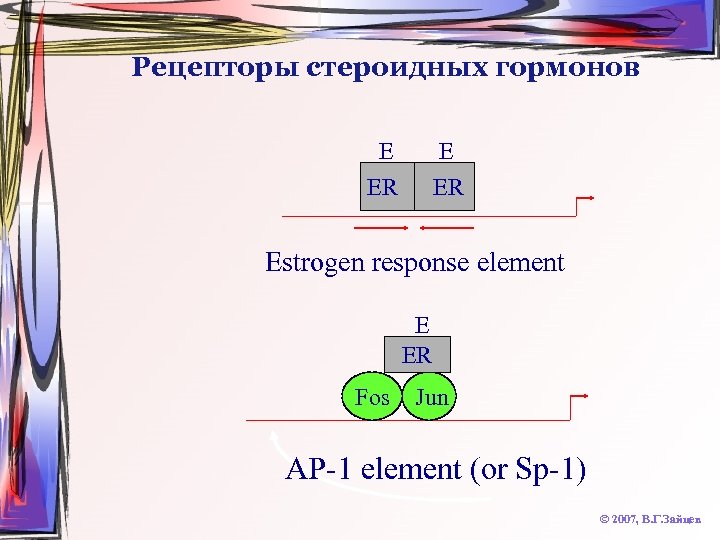 Рецепторы стероидных гормонов E ER Estrogen response element E ER Fos Jun AP-1 element