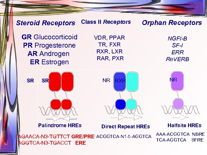 Steroid Receptors Class ll Receptors GR Glucocorticoid PR Progesterone AR Androgen ER Estrogen SR