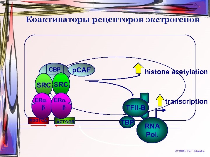 Коактиваторы рецепторов экстрогенов CBP p. CAF histone acetylation SRC ER RGGTCA ER ACTGGR TFII-B